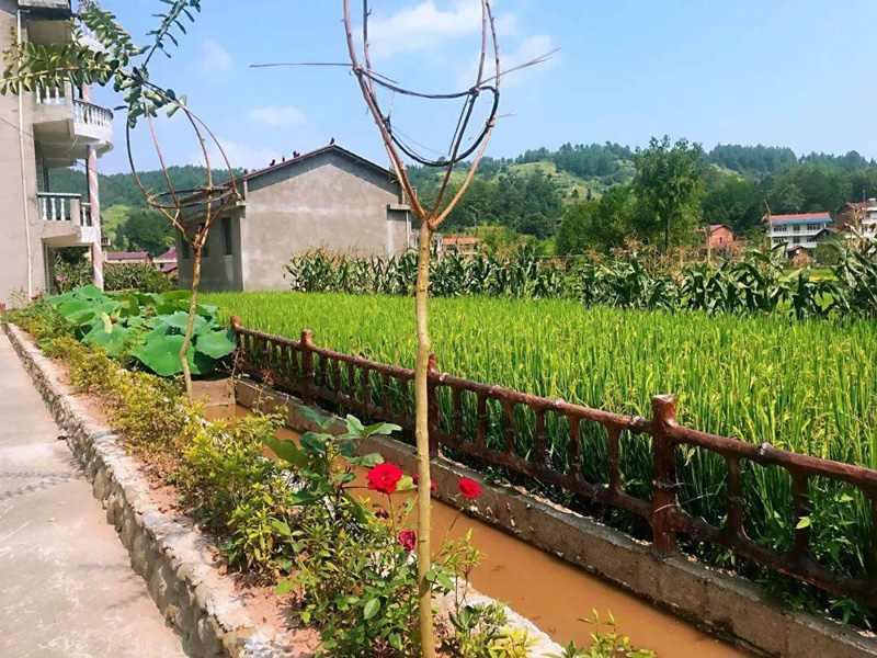 雲南迪慶州維西縣推廣稻田養魚促增收